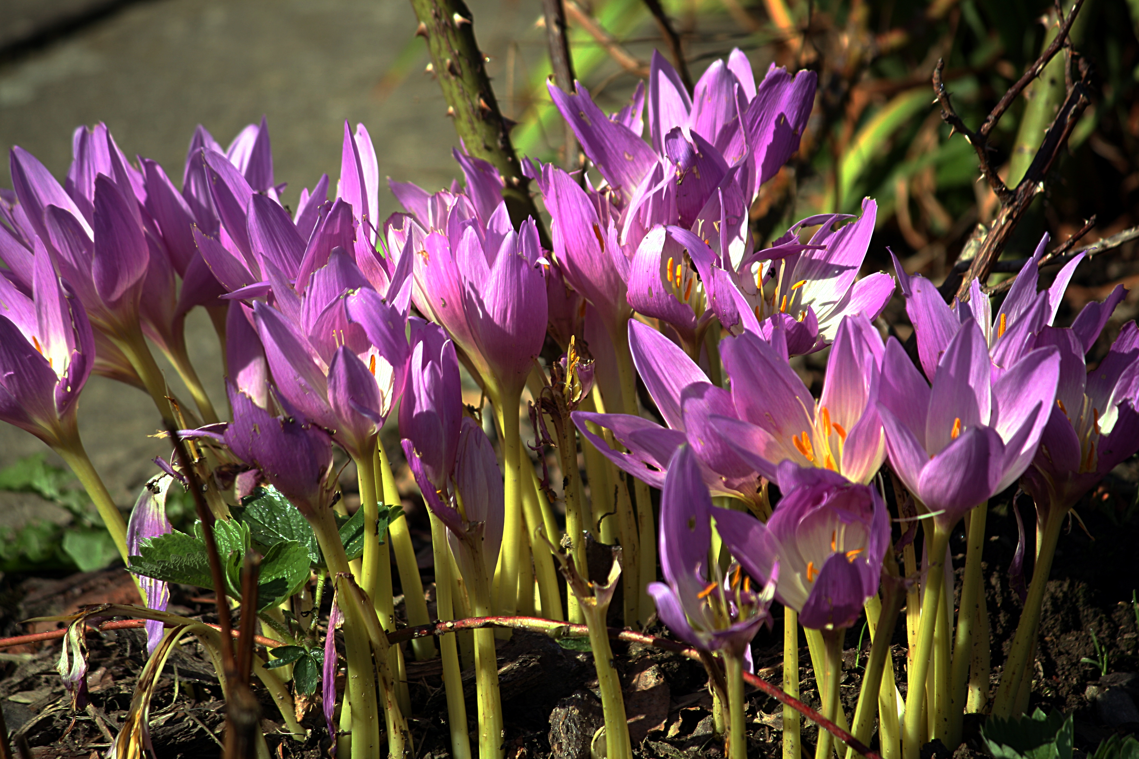 Colchicum autumnale - Vancouver Island Grows