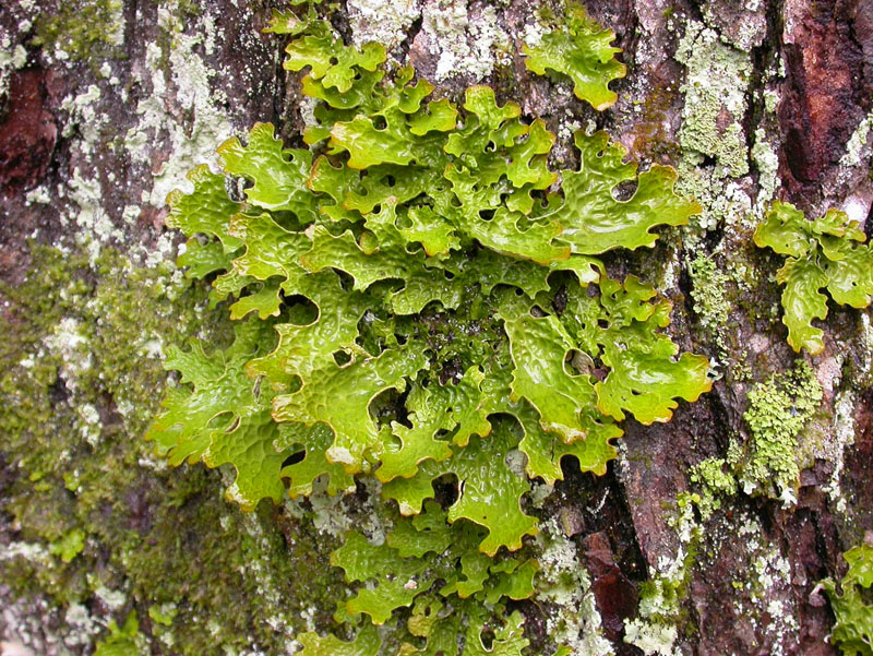 Sticta Pulmonaria NutraWiki