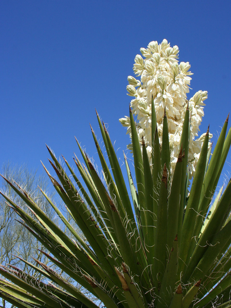 Pure Yucca Schidigera Extract NutraWiki