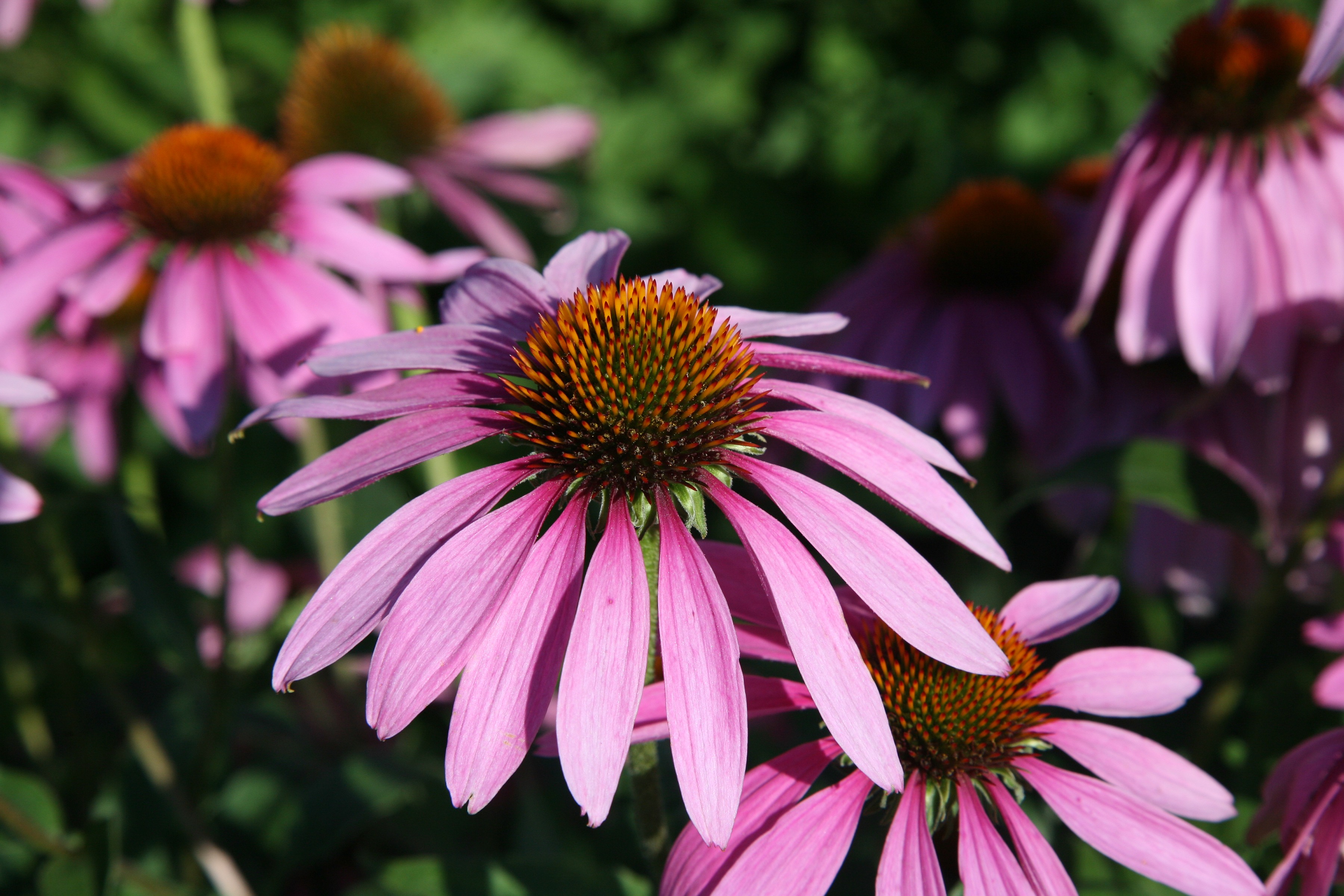 Echinacea purpurea NutraWiki