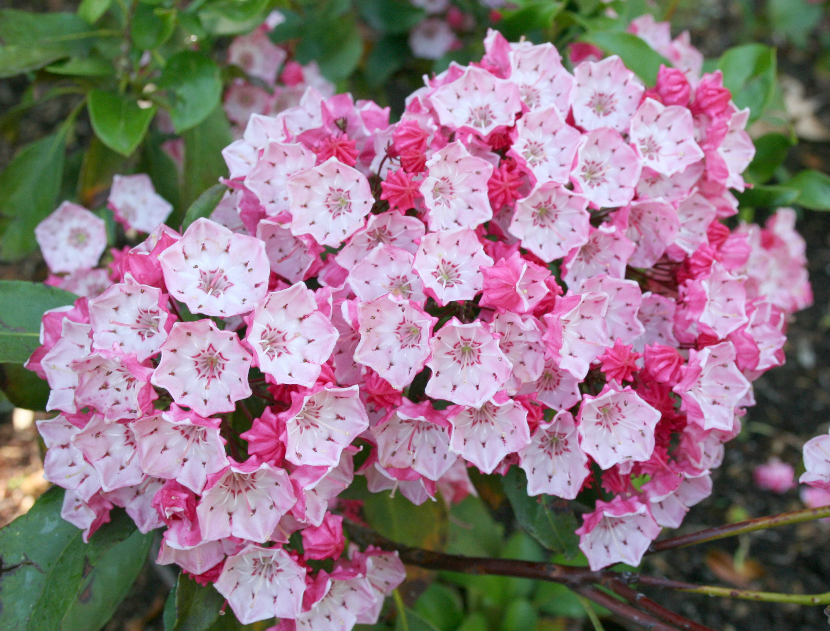 kalmia mountain pink plants laurel nutrawiki latifolia ingredients pennsylvania shrubs shrub flowers