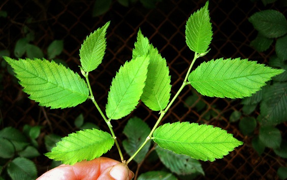 Slippery Elm bark NutraWiki