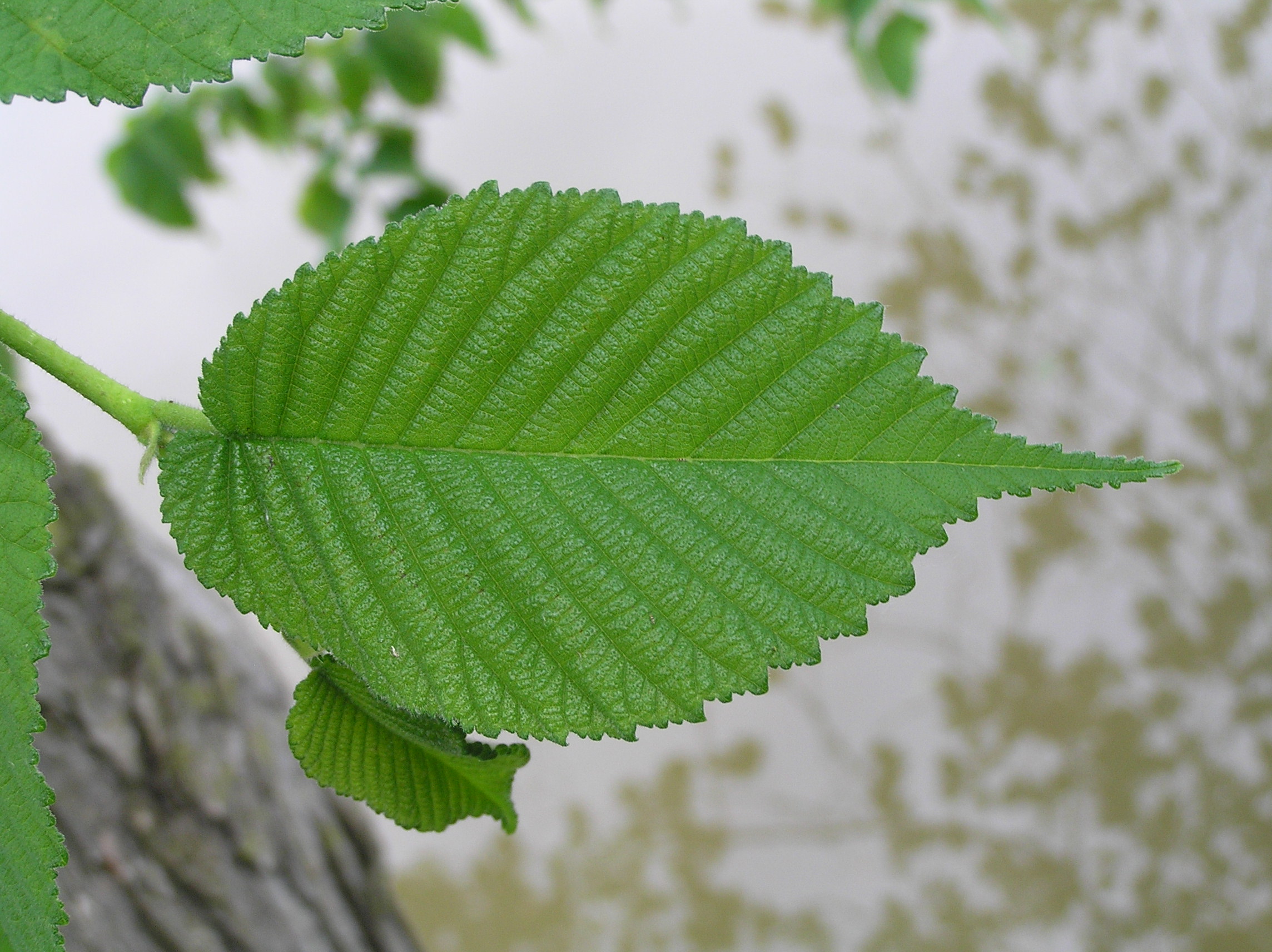 Slippery Elm Extract NutraWiki