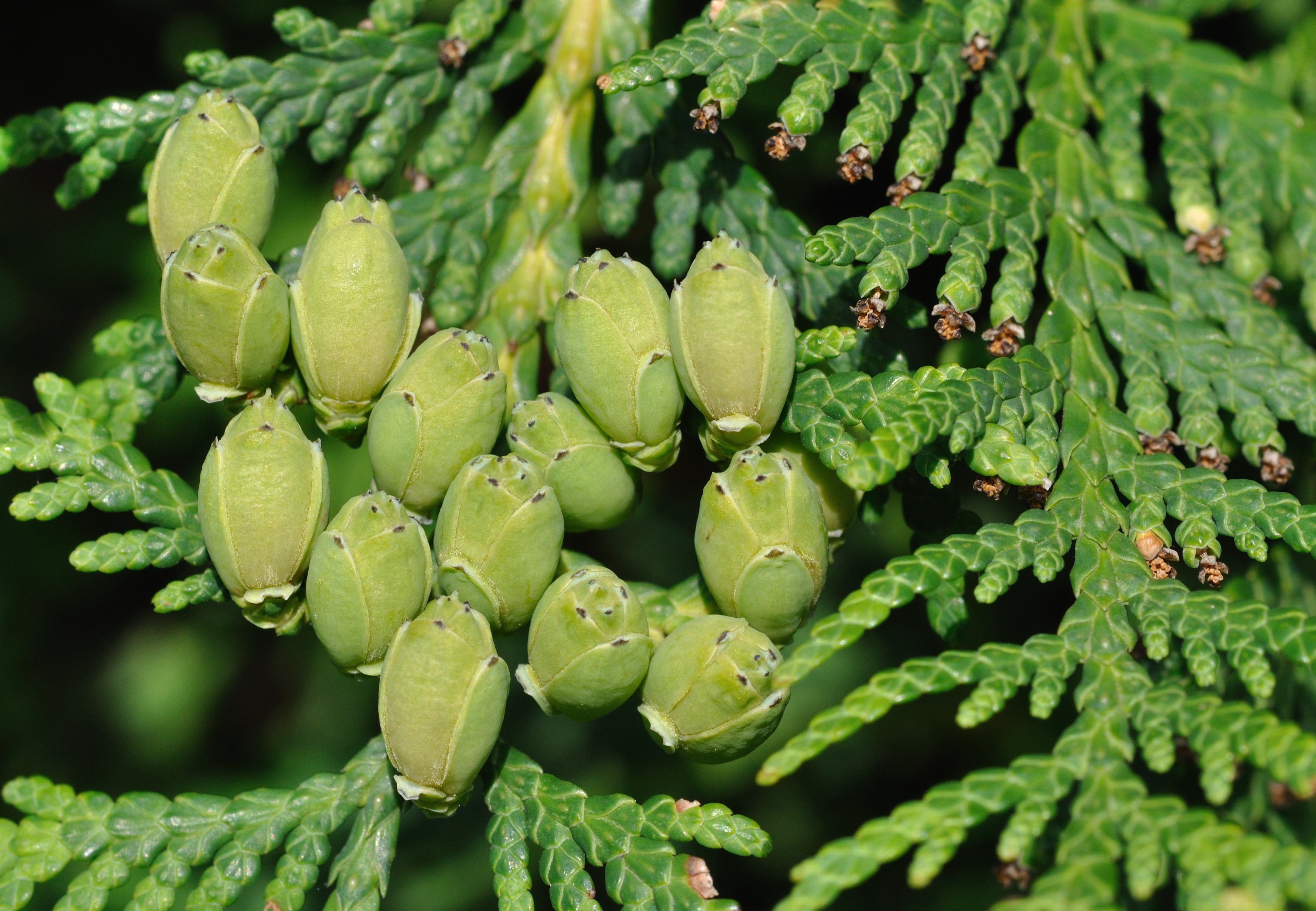 Thuja Occidentalis Varieties Thuja Occidentalis Varieties