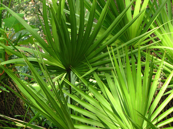 saw-palmetto-nutrawiki