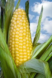 Corn-cob.jpg