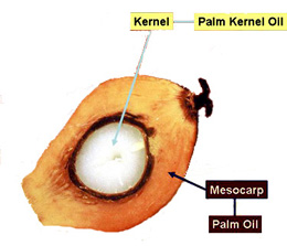 Palm kernal oil.jpg