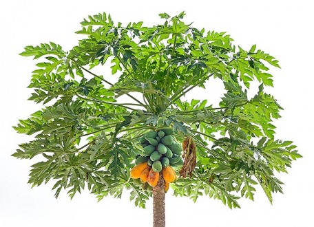 Papaya Leaf.jpg