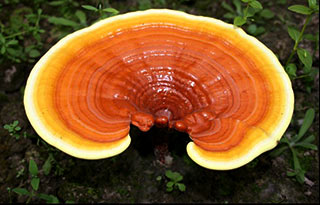 Reishi-mushroom.jpg