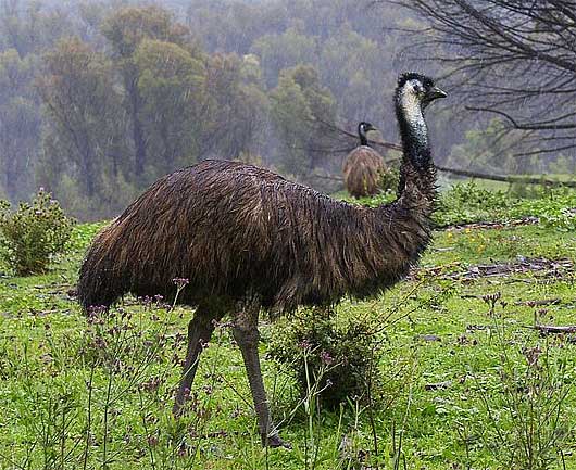 Emu-wild.jpg