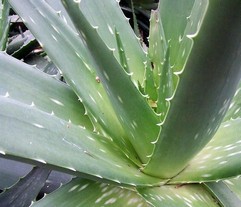 Aloe socotrina.jpg