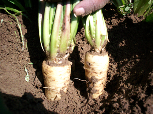 Chicory roots.jpg