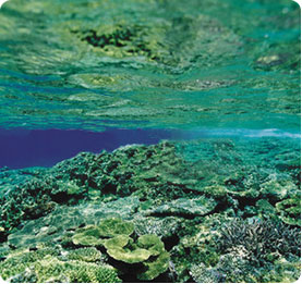 Chlorella-algae-sea.jpg