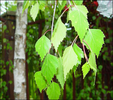 Birch leaves extract.jpg