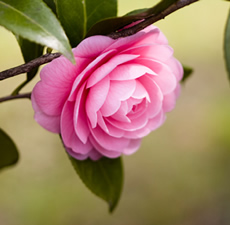 Camellia seed.jpg