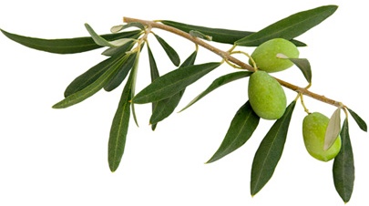 Olive-Leaf.jpg