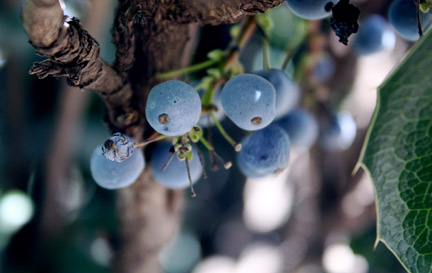 Oregon grape.jpg