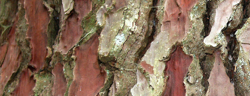 Pine Bark Extract (Pycnogenol).jpg