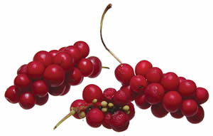 Schizandra-Berry.jpg