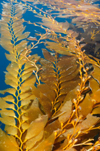 Fucoxanthin Rich Seaweed