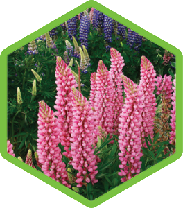 Hydrolyzed-Lupine-Seed-Extract
