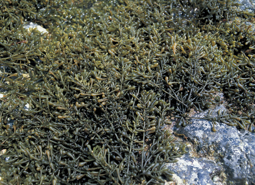 Sargassum fusiforme – NutraWiki