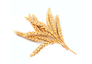 Wheat amino acids