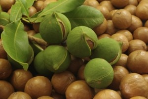Macadamia integrifolia