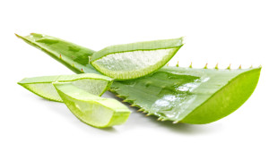 Aloe barbadensis leaf juice