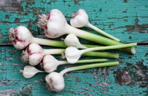 deodorized garlic
