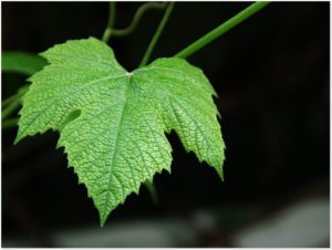 grape leaf extract
