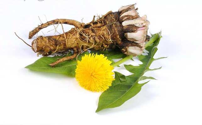 Image result for dandelion root