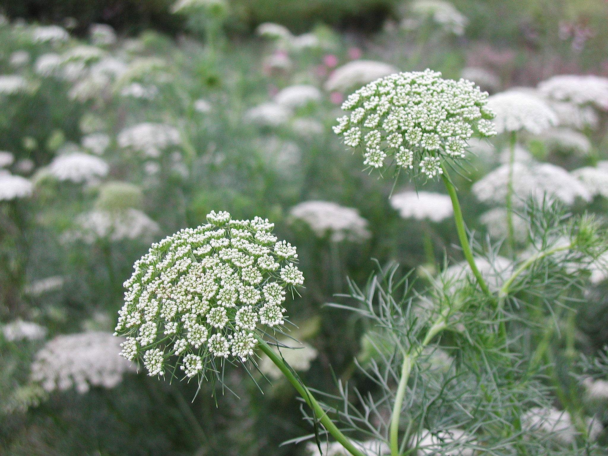 By Dwight Sipler from Stow, MA, USA - Ammi Visnaga, CC BY 2.0, https://commons.wikimedia.org/w/index.php?curid=25225795