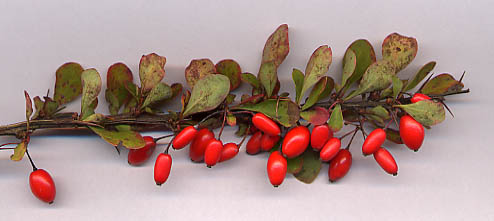 By User:MPF - Own work http://en.wikipedia.org/wiki/Image:Berberis_thunb_frt.jpg, CC BY-SA 3.0, https://commons.wikimedia.org/w/index.php?curid=1806133