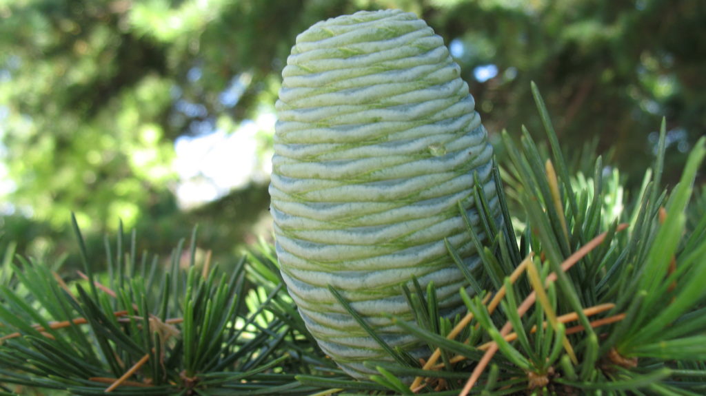 Cedrus Deodara Oil – NutraWiki
