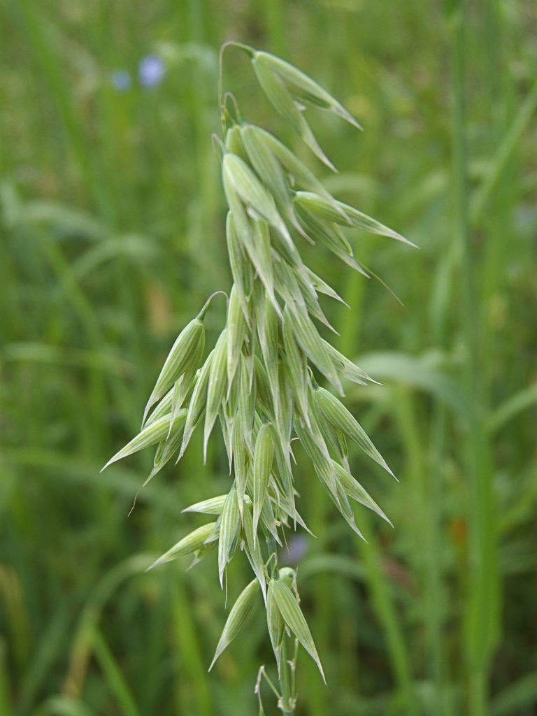 avena-sativa-oat-bran-nutrawiki