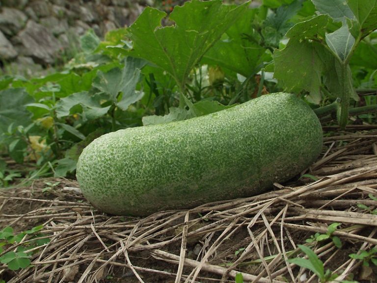 winter-melon-seed-nutrawiki