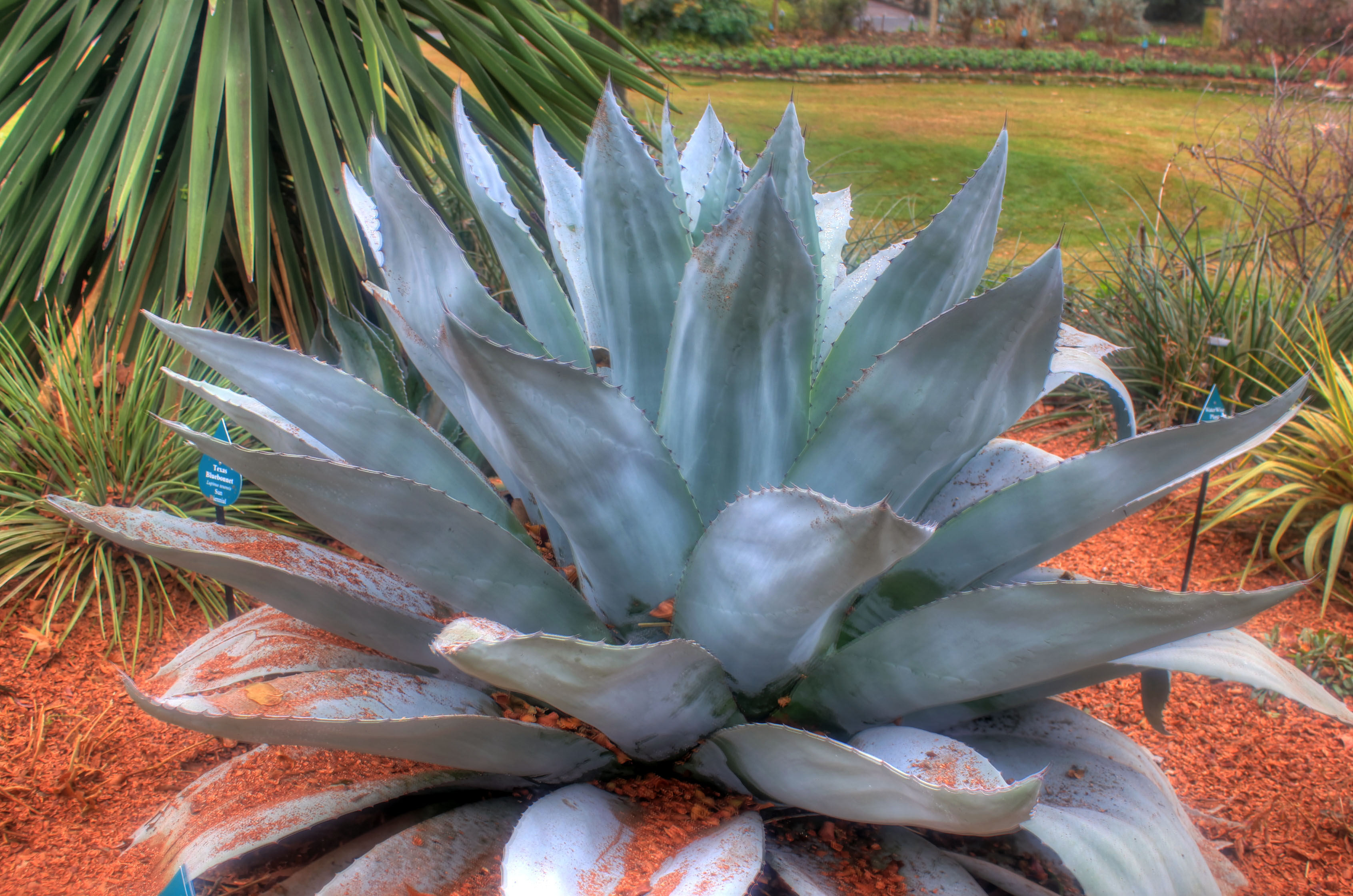 Blue Agave Nectar NutraWiki