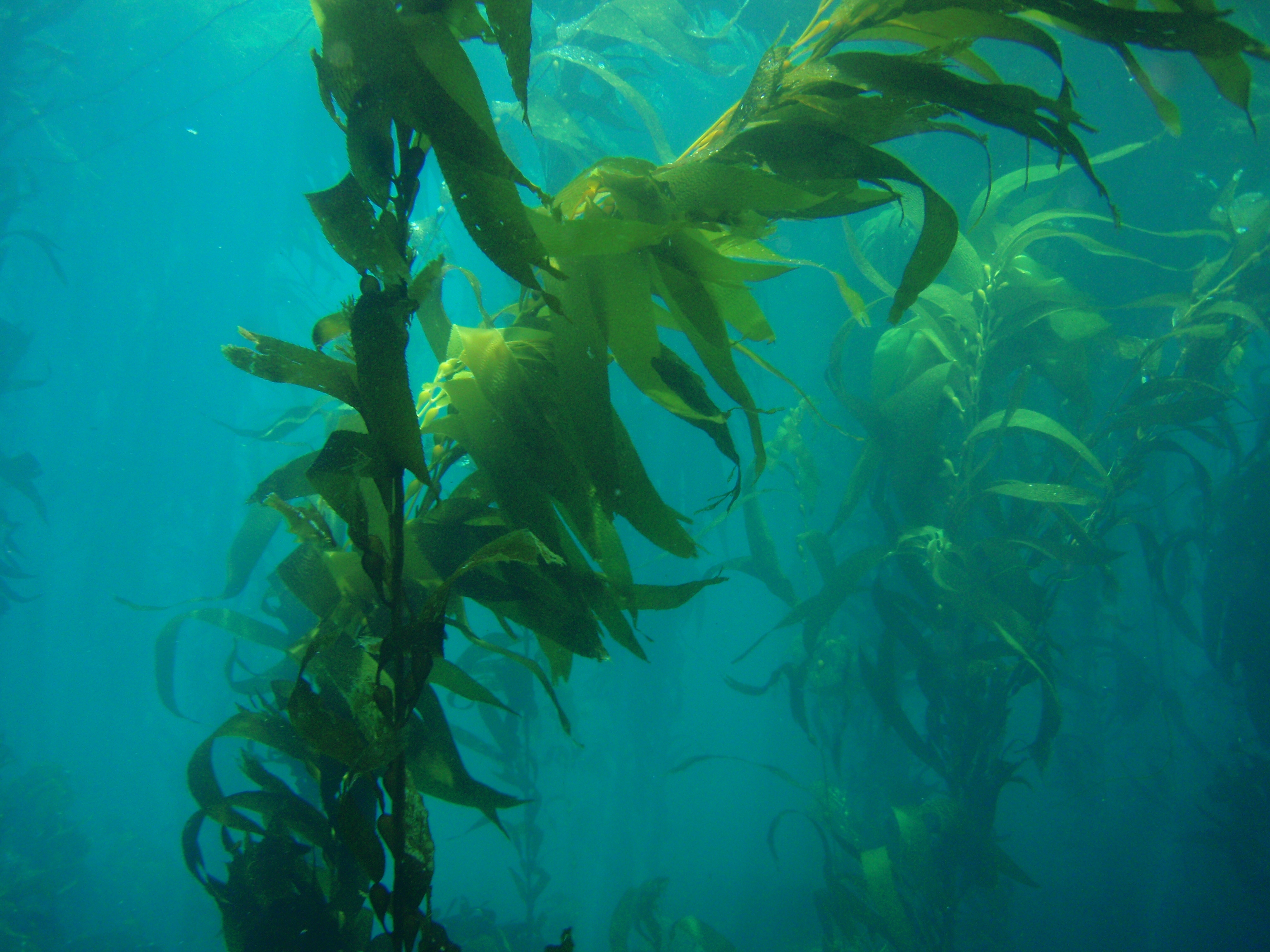 Seaweed Extract NutraWiki