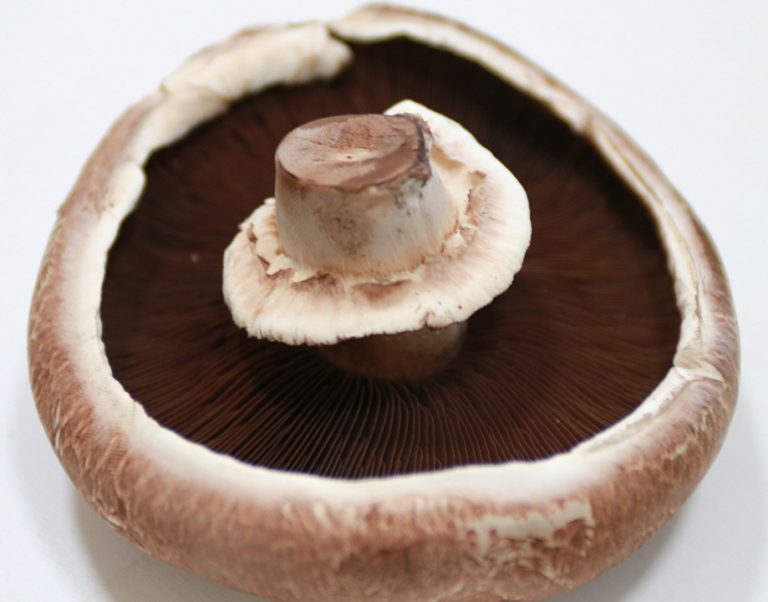 portobello-mushroom-nutrawiki