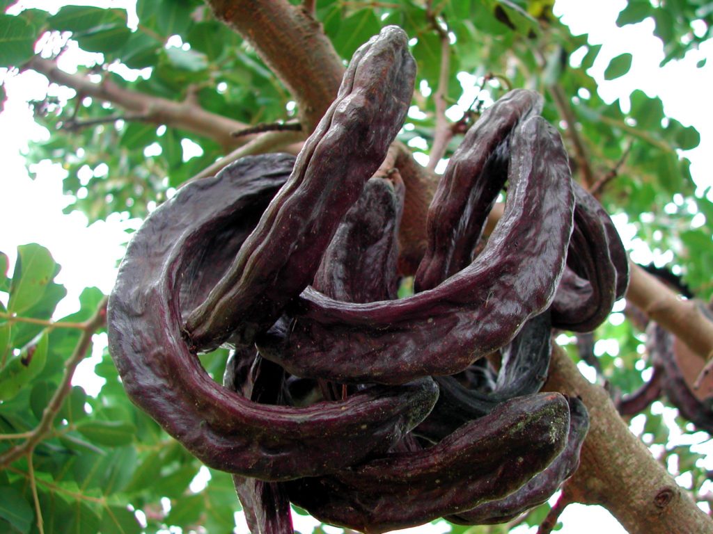 Locust Bean Gum – NutraWiki