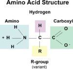 Manganese Amino Acid Complex – NutraWiki